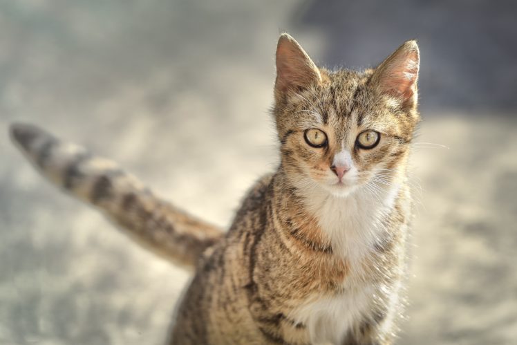cat, Glance, Animals HD Wallpaper Desktop Background