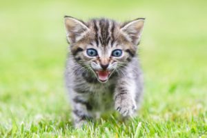 cat, Kitten, Grass, Animals