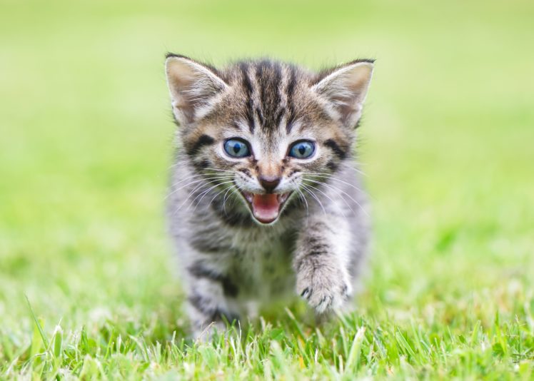 cat, Kitten, Grass, Animals HD Wallpaper Desktop Background