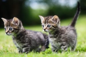 cat, Grass, Kitten, Two, Animals