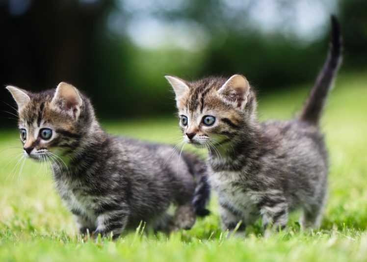 cat, Grass, Kitten, Two, Animals HD Wallpaper Desktop Background