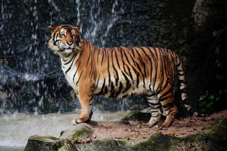 big, Cats, Tiger, Glance, Animals HD Wallpaper Desktop Background