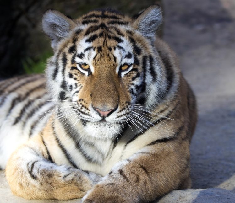 big, Cats, Tiger, Animals HD Wallpaper Desktop Background