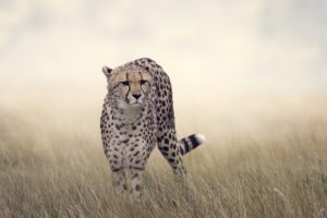 big, Cat, Cheetah, Grass, Animals