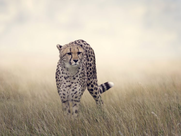 big, Cat, Cheetah, Grass, Animals HD Wallpaper Desktop Background