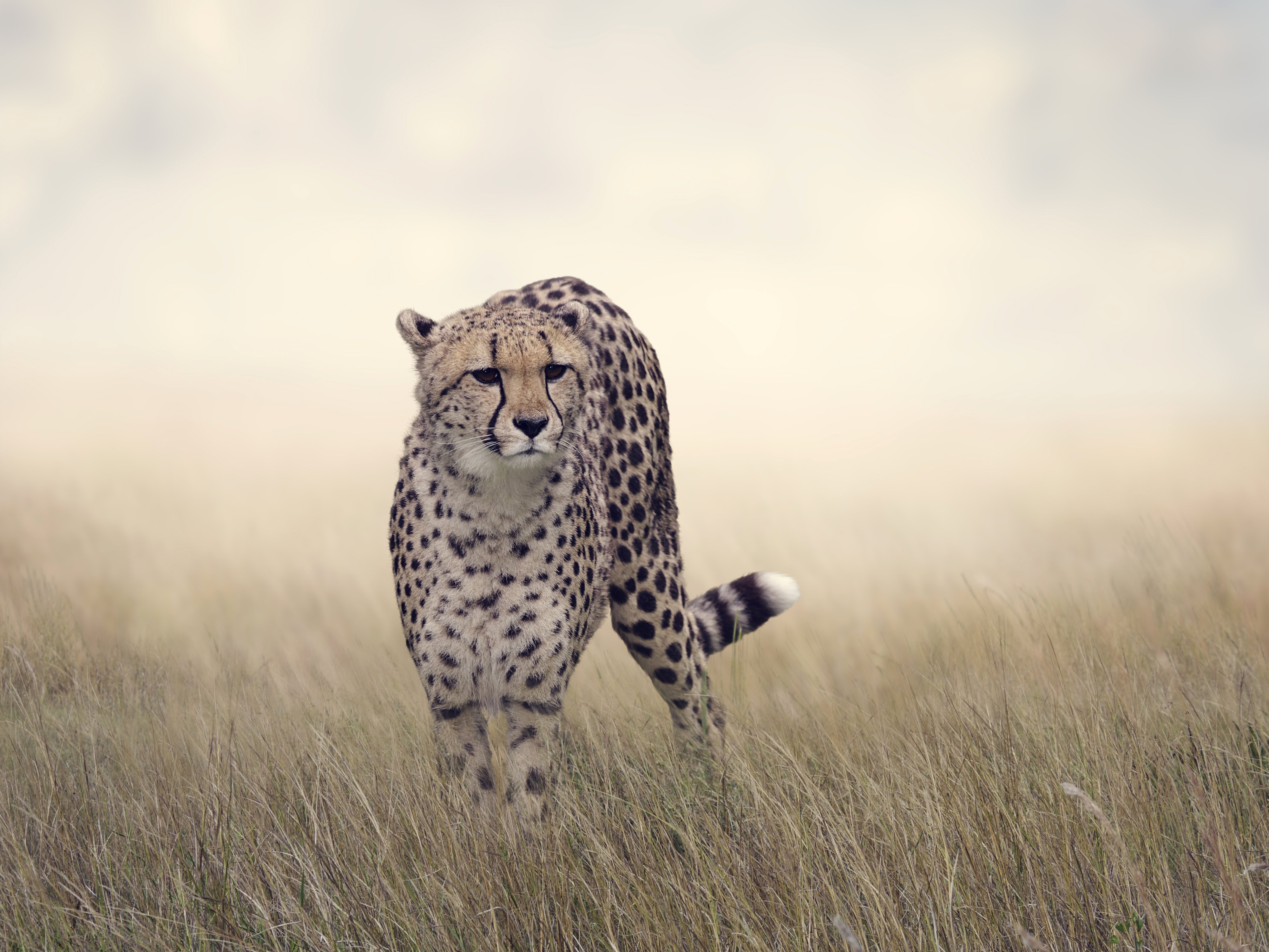 big, Cat, Cheetah, Grass, Animals Wallpaper
