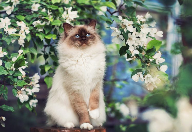 cat, Siamese, Animals HD Wallpaper Desktop Background