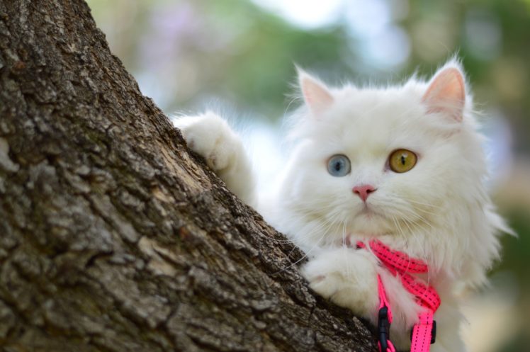 cat, White, Glance, Animals HD Wallpaper Desktop Background