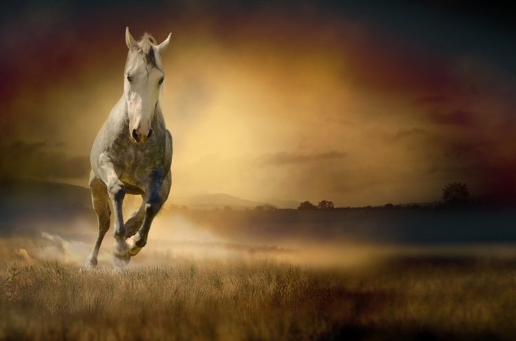 horse, Run, Animals HD Wallpaper Desktop Background