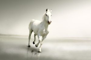 horses, White, Run, Animals