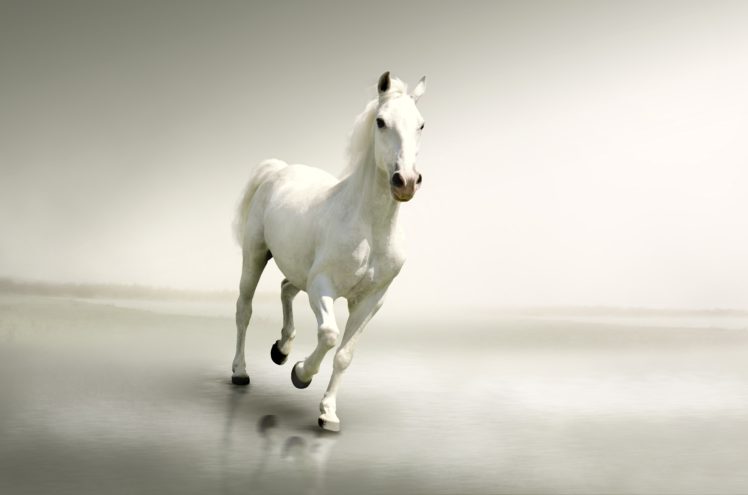 horses, White, Run, Animals HD Wallpaper Desktop Background
