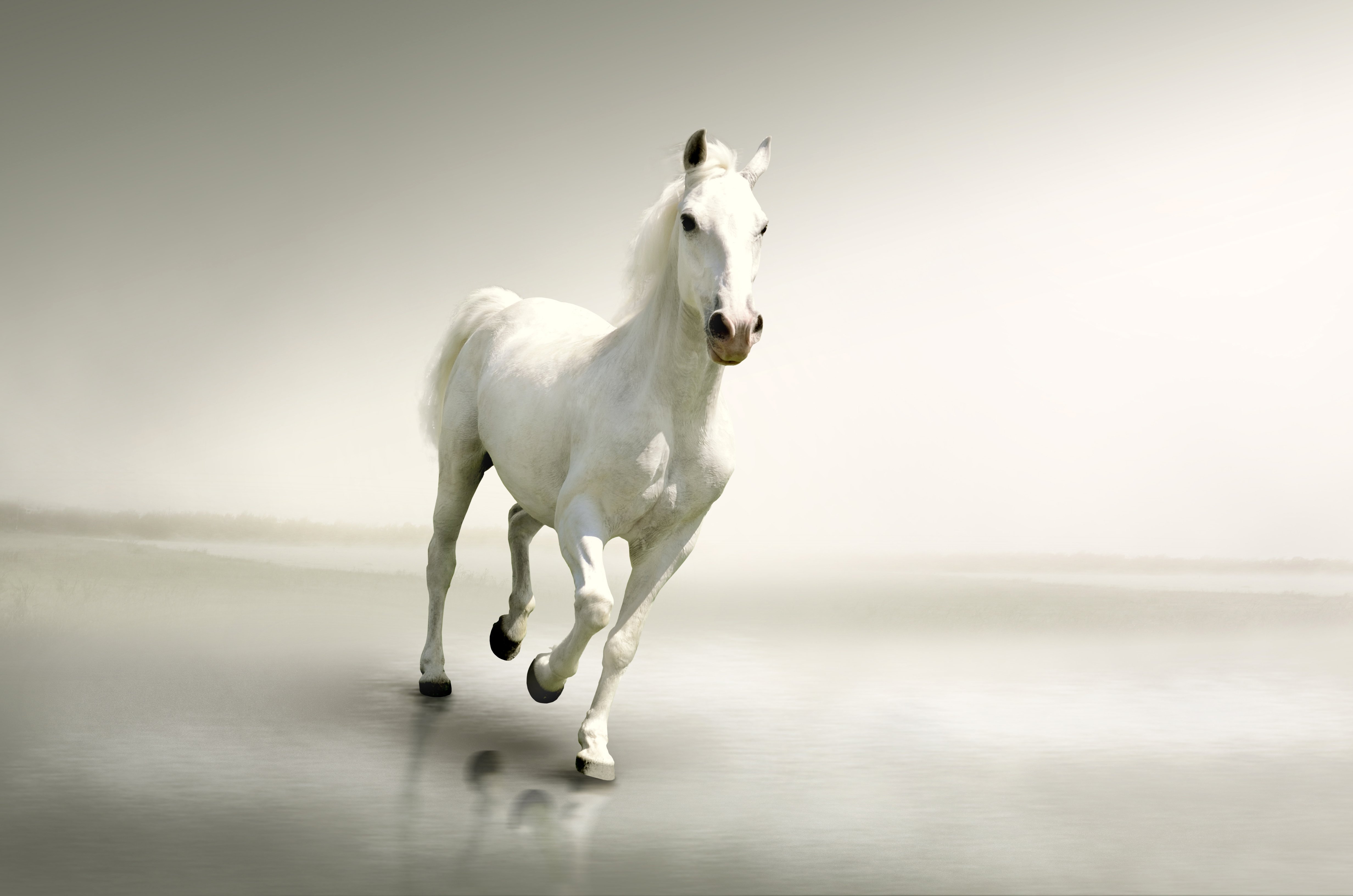 horses, White, Run, Animals Wallpaper