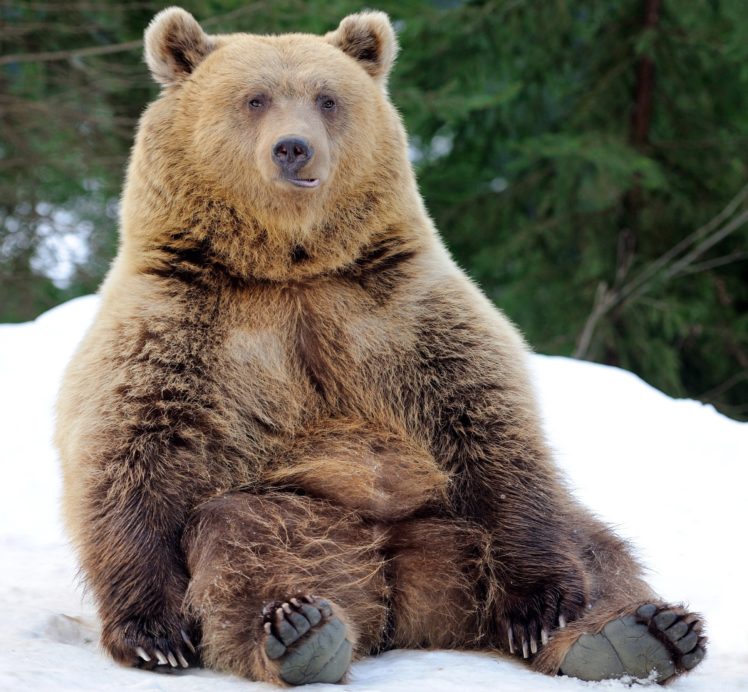 bears, Brown, Bears, Animals HD Wallpaper Desktop Background