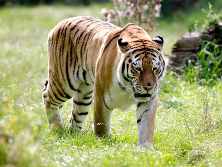 big, Cats, Tigers, Grass, Animals HD Wallpaper Desktop Background