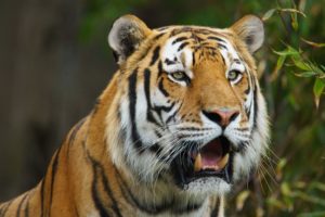 tigers, Snout, Animals