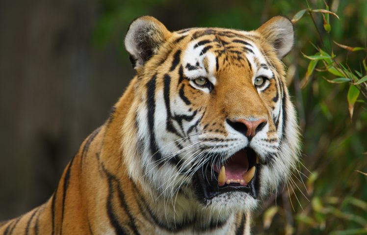 tigers, Snout, Animals HD Wallpaper Desktop Background