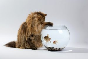 cats, Fish, Water, Animals