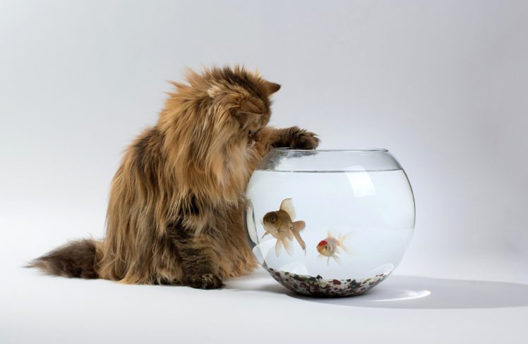 cats, Fish, Water, Animals HD Wallpaper Desktop Background