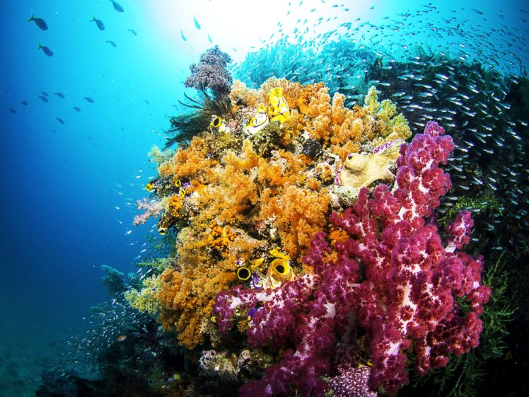 underwater, World, Corals, Fish, Animals