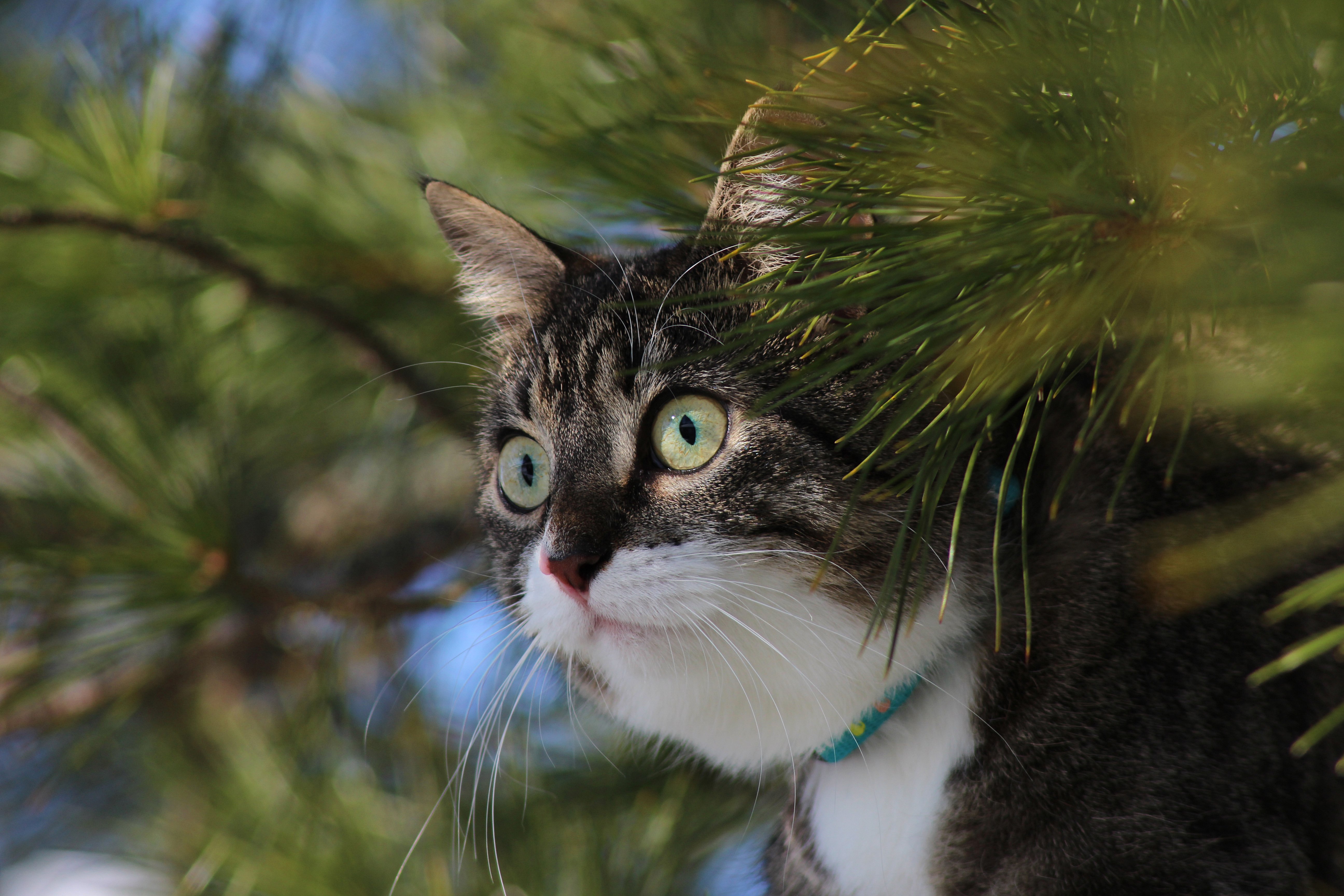 cats, Glance, Animals Wallpaper