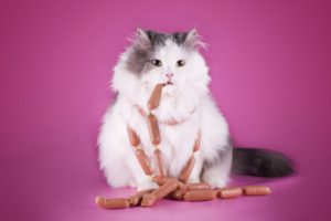 cats, Vienna, Sausage, Colored, Background, Glance, Animals