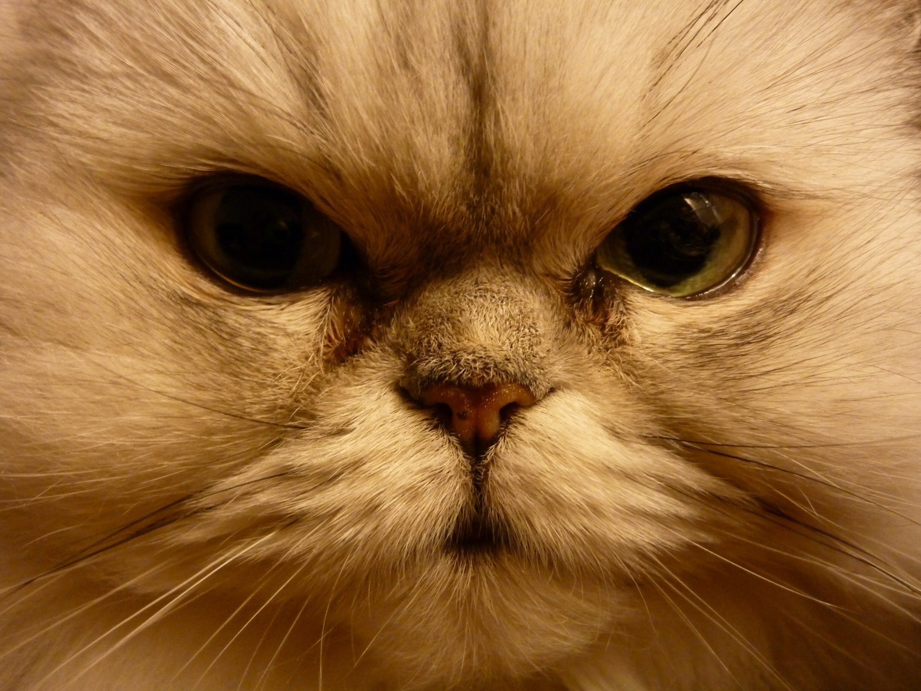 cats, Closeup, Eyes, Snout, Animals Wallpaper
