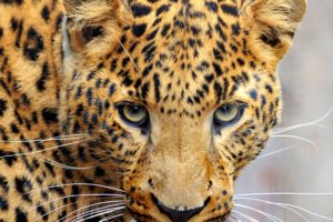 leopards, Glance, Snout, Whiskers, Animals