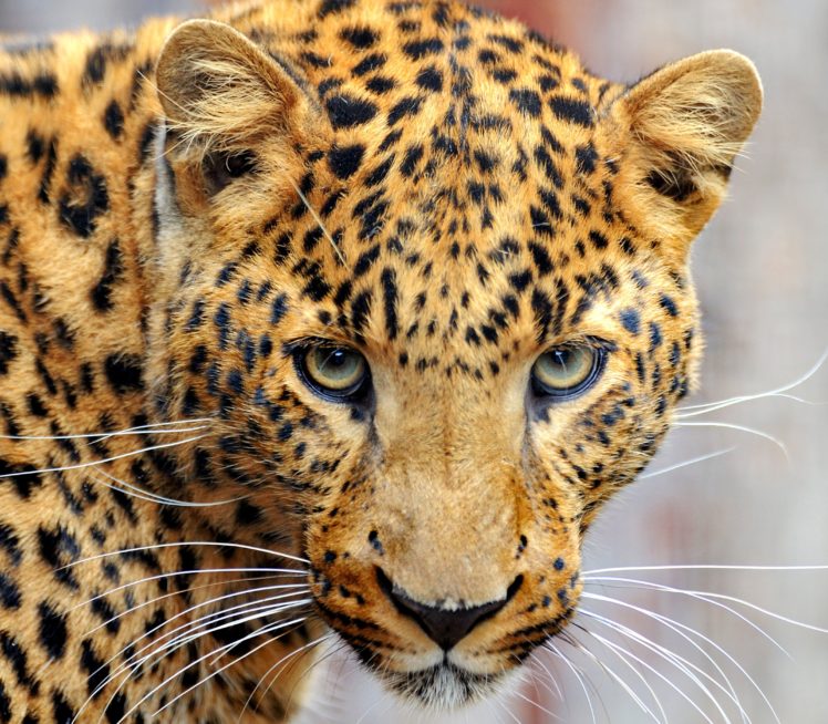 leopards, Glance, Snout, Whiskers, Animals HD Wallpaper Desktop Background
