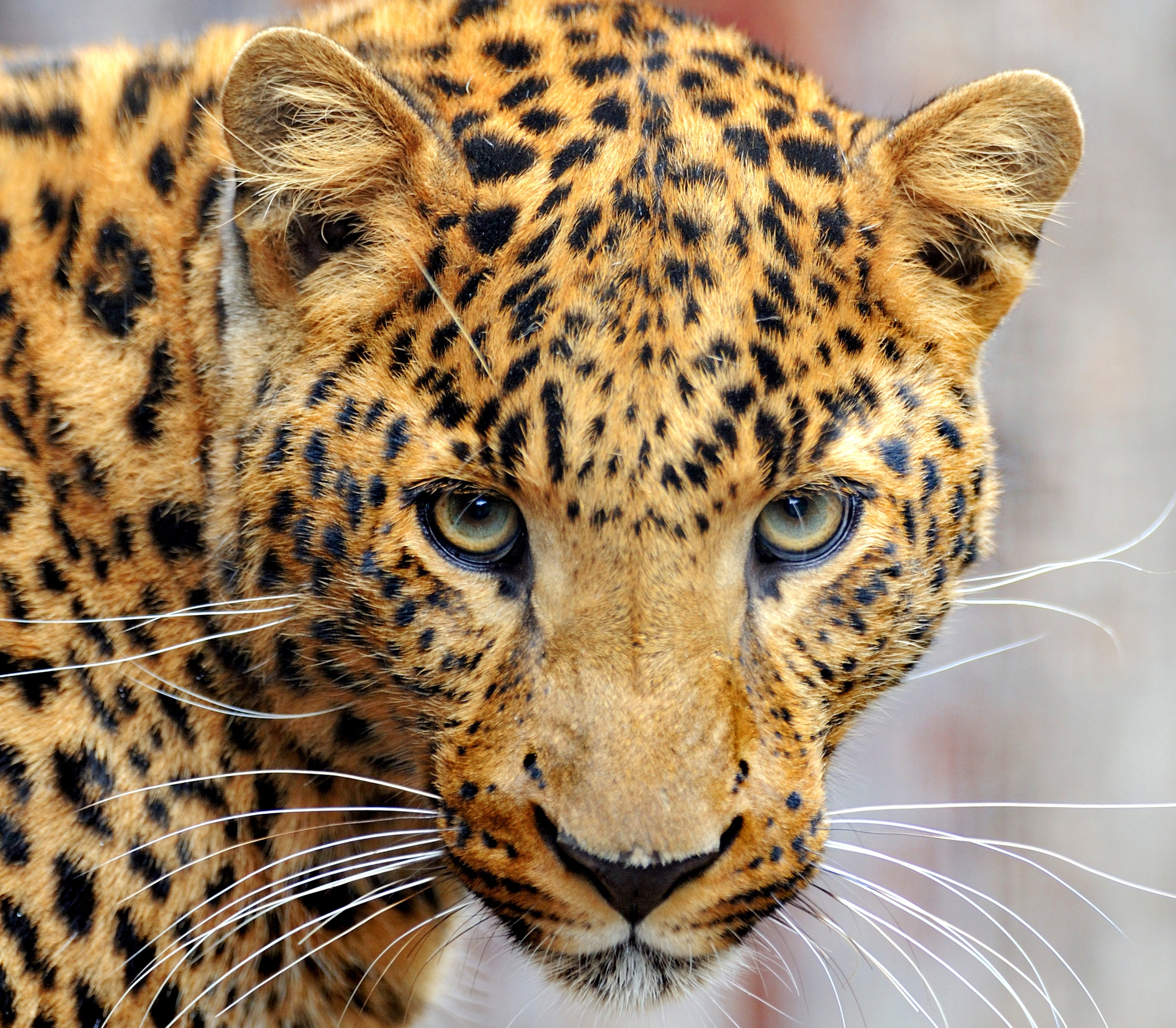 leopards, Glance, Snout, Whiskers, Animals Wallpaper