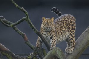 leopards, Branches, Animals