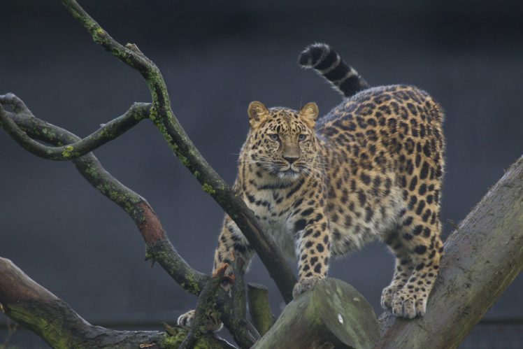 leopards, Branches, Animals HD Wallpaper Desktop Background