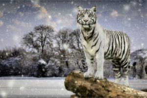 tigers, Winter, White, Snowflakes, Animals
