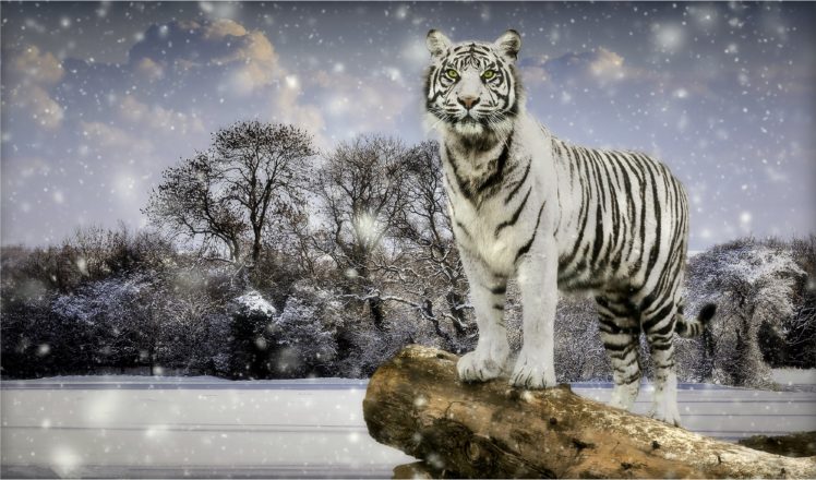 tigers, Winter, White, Snowflakes, Animals HD Wallpaper Desktop Background