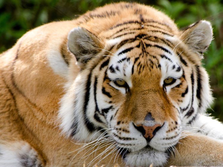 big, Cats, Tigers, Snout, Animals HD Wallpaper Desktop Background