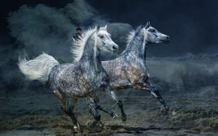 horses, Two, Run, Animals HD Wallpaper Desktop Background
