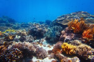underwater, World, Corals, Animals