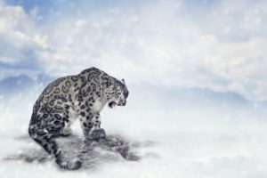 big, Cats, Snow, Leopards, Snow, Animals, Wallpapers