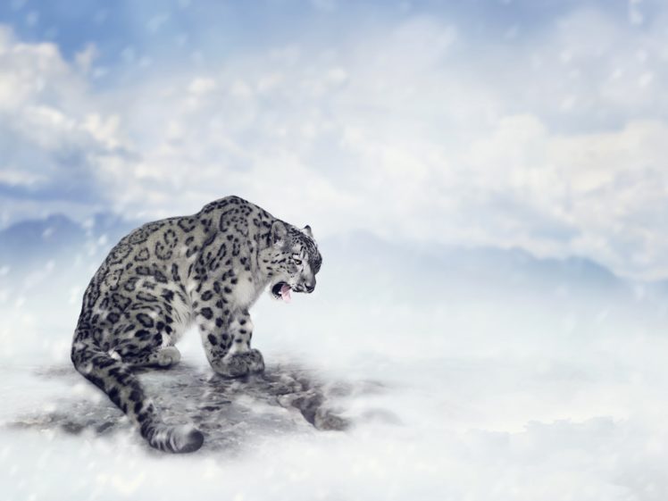 big, Cats, Snow, Leopards, Snow, Animals, Wallpapers HD Wallpaper Desktop Background
