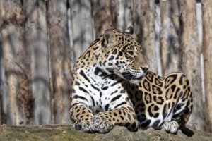 jaguars, Big, Cats, Animals