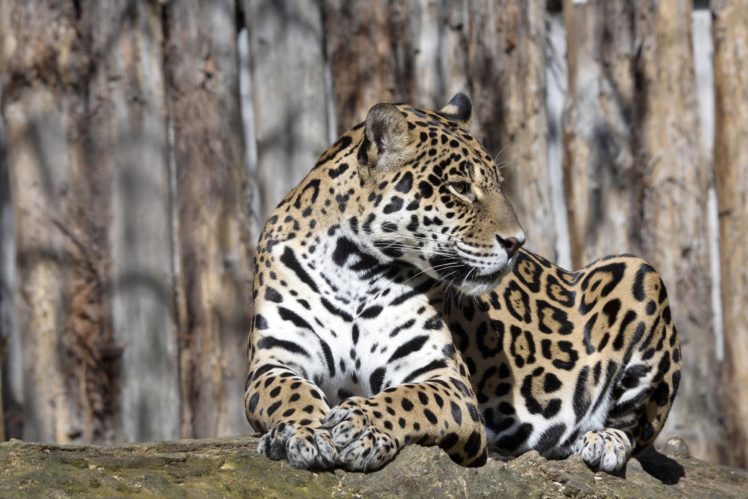 jaguars, Big, Cats, Animals HD Wallpaper Desktop Background
