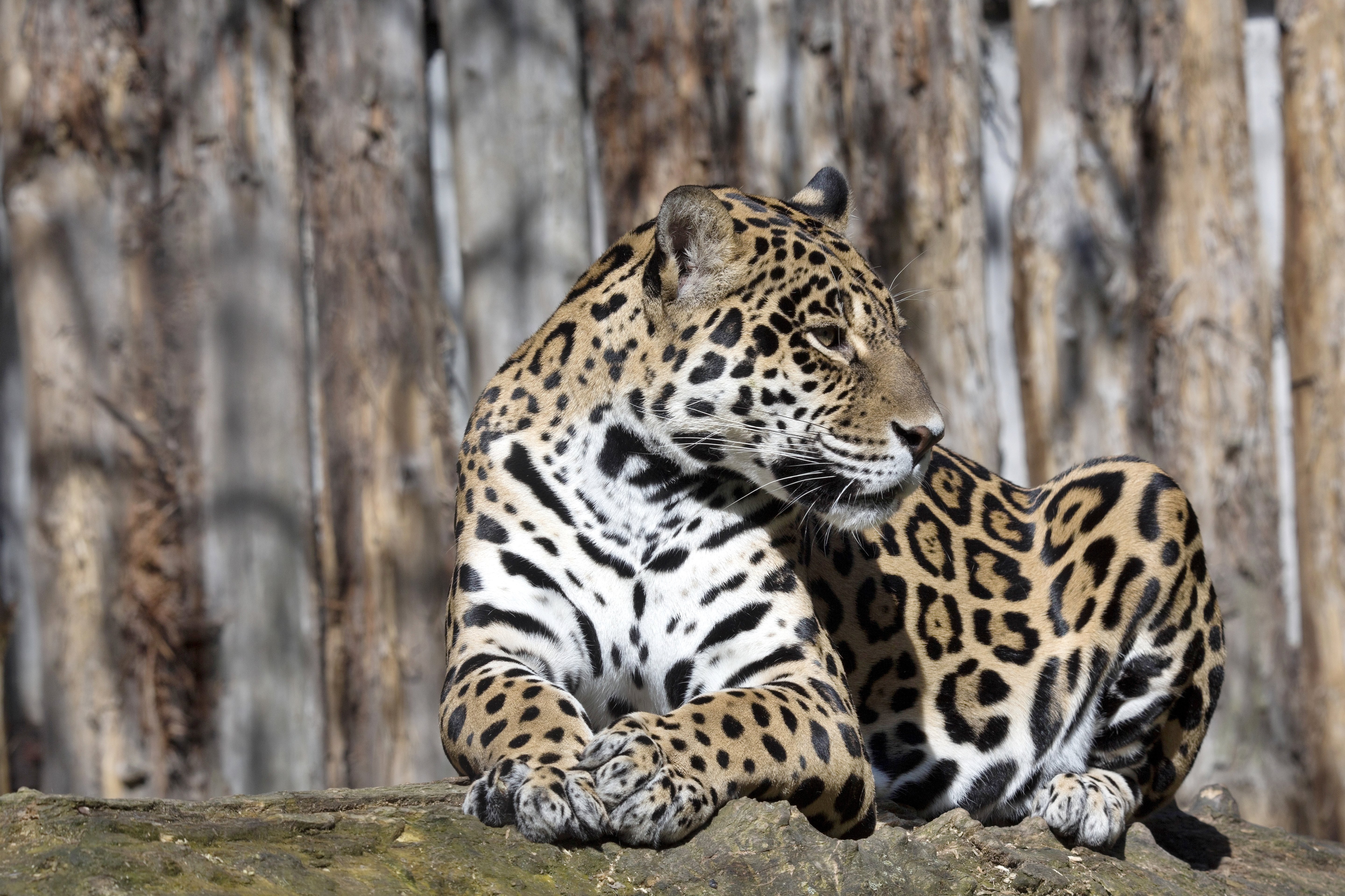 jaguars, Big, Cats, Animals Wallpaper