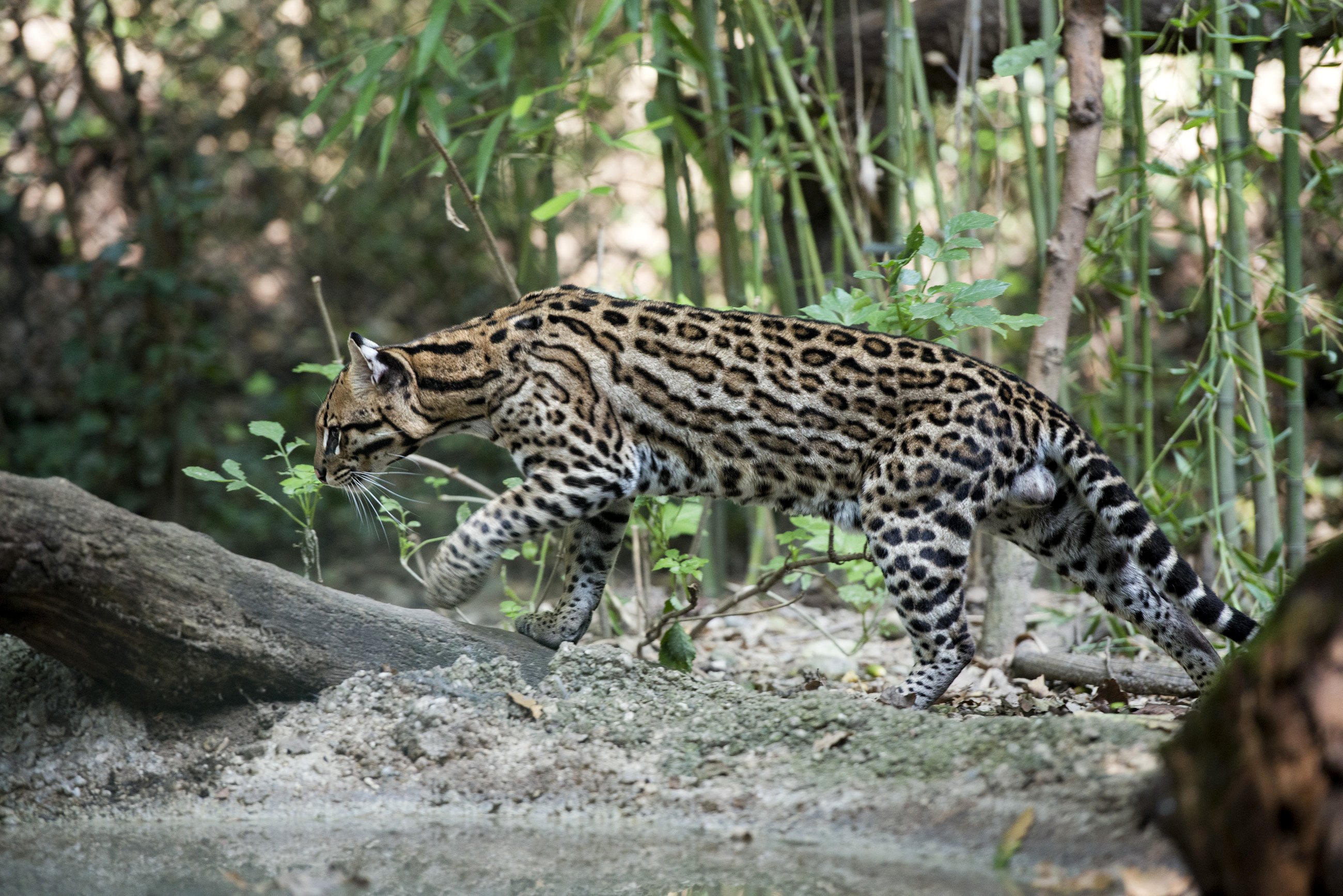 big, Cats, Trunk, Tree, Leopardus, Pardalis,  ocelot , Animals Wallpaper