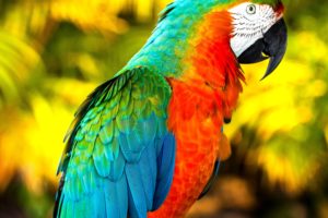 birds, Parrots, Animals, Wallpapers