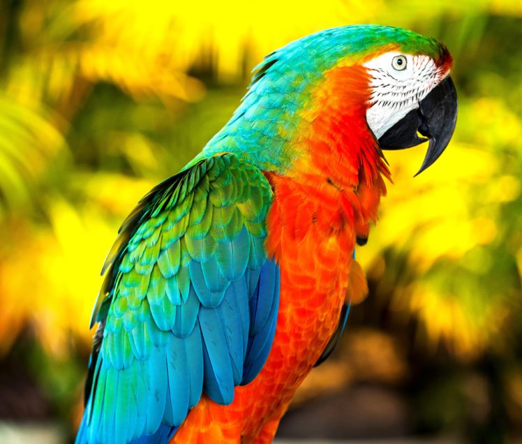 birds, Parrots, Animals, Wallpapers HD Wallpaper Desktop Background