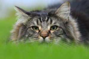 cats, Glance, Norwegian, Forest, Animals, Wallpapers