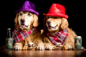 dogs, Beer, Retriever, Two, Hat, Glasses, Bottle, Animals, Humor, Wallpapers