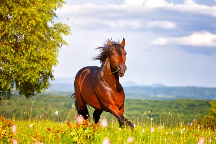 horses, Run, Animals, Wallpapers HD Wallpaper Desktop Background