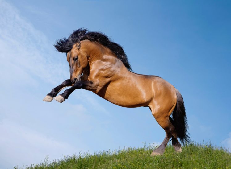 horses, Jump, Animals, Wallpapers HD Wallpaper Desktop Background