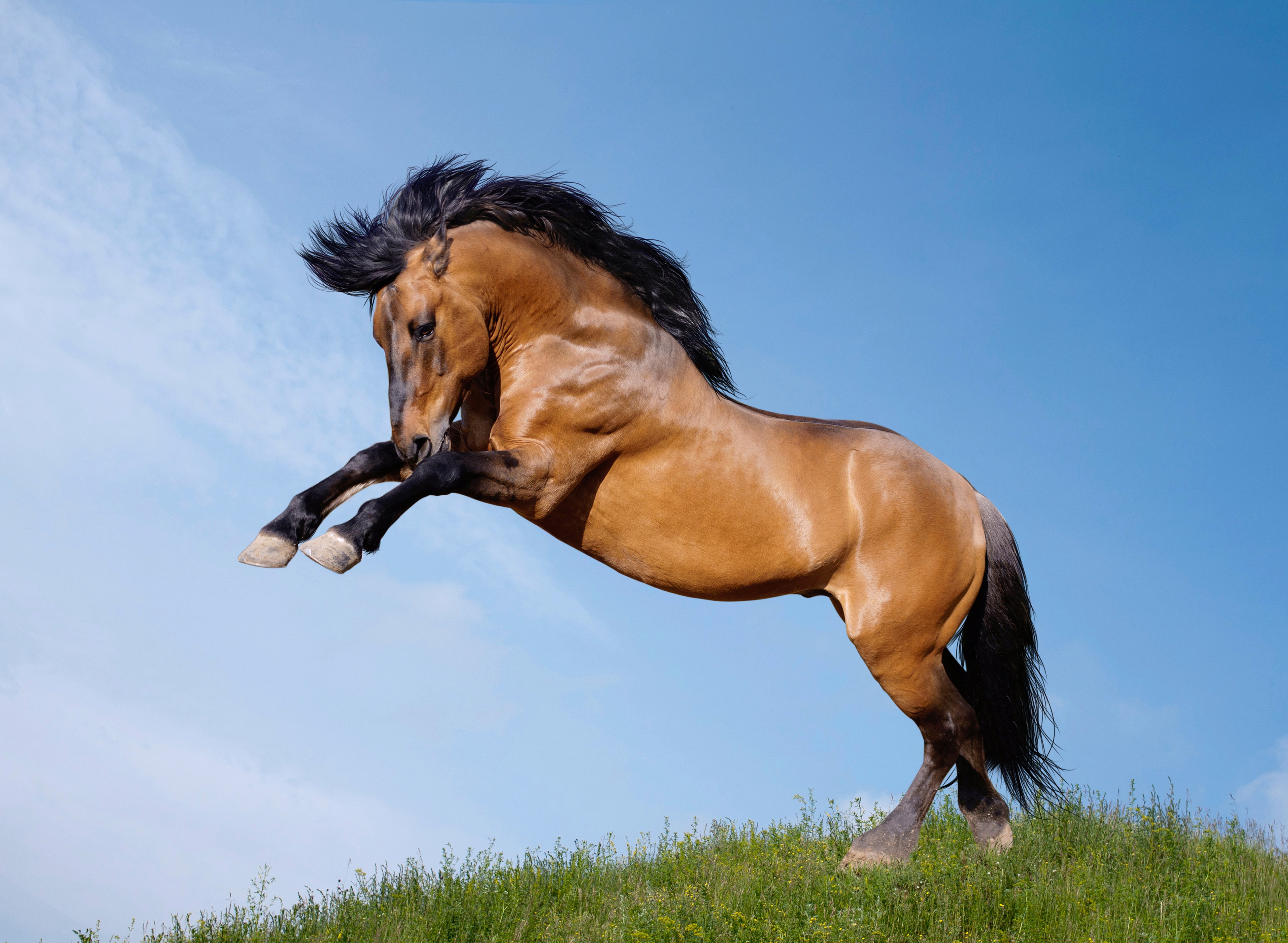 Jumping Horse Desktop Wallpaper
