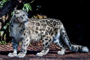 big, Cats, Snow, Leopards, Animals, Wallpapers